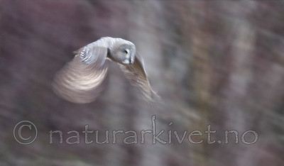 BB 12 0002 / Strix nebulosa / Lappugle